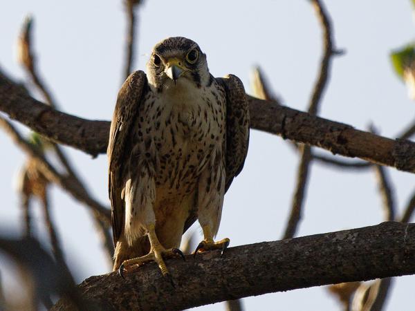 <h3><a href="/trips/gambia/biota/animalia/chordata/aves/018 falconiformes/001 falconidae/falco biarmicus/falco biarmicus-nl.html">Falco&nbsp;biarmicus</a> / Lanner&nbsp;falcon / Lannervalk</h3>OM-1 Mark II met OLYMPUS M.150-400mm F4.5, 1/2000 sec  bij F4.5, ISO 640, afstand 21.5&nbsp;m